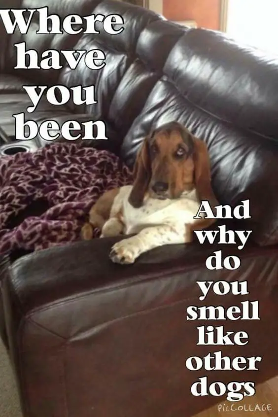 sitting Basset Hound on the couch picture with text 