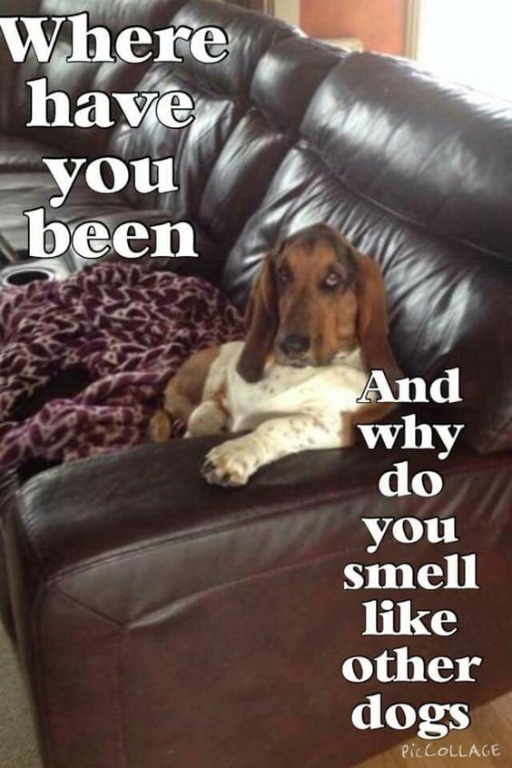 sitting Basset Hound on the couch picture with text