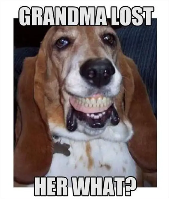 a picture of Basset Hound with a denture on its mouth ang a text 