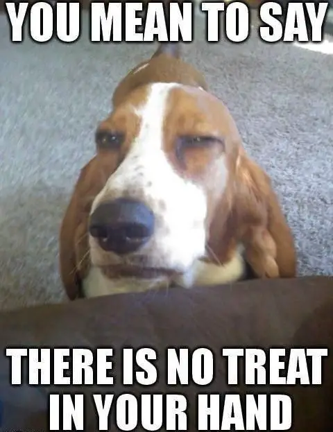 suspicious face of Basset Hound with a text 