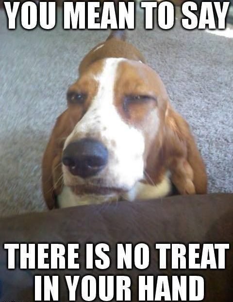 suspicious face of Basset Hound with a text