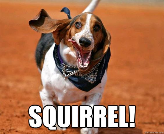 Basset Hound running with its mouth open and a text 