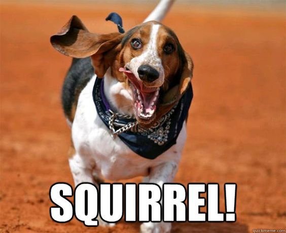 Basset Hound running with its mouth open and a text