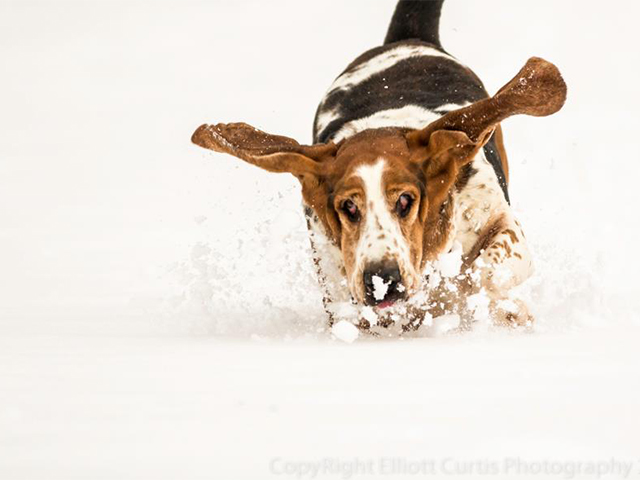 A Basset Hound running in snow