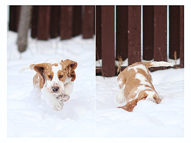 A Basset Hound running in snow and with its face in snow photos