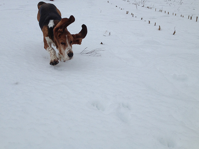 A Basset Hound running in snow