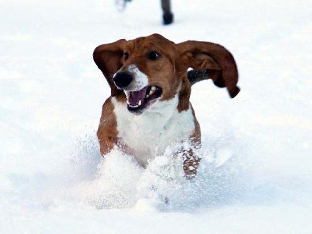 A Basset Hound running in snow