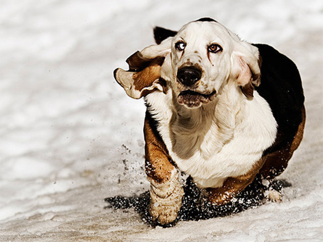 A Basset Hound running in snow