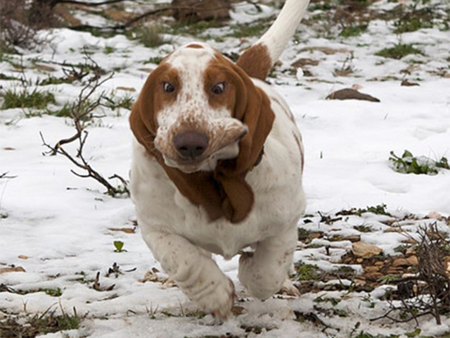 A Basset Hound running in snow