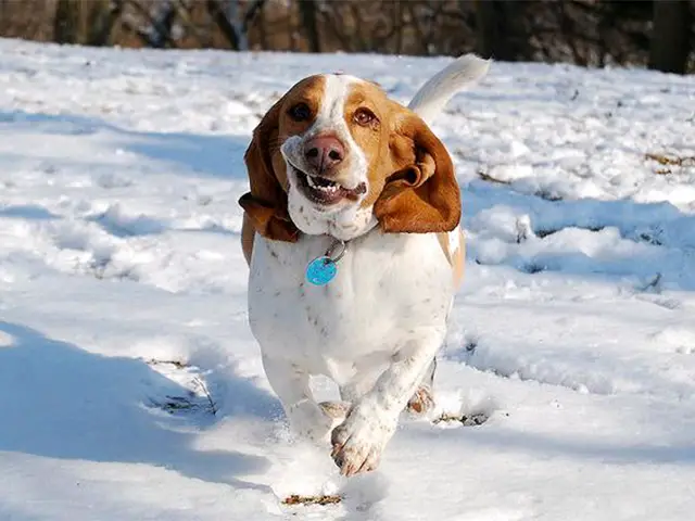 A Basset Hound running in snow