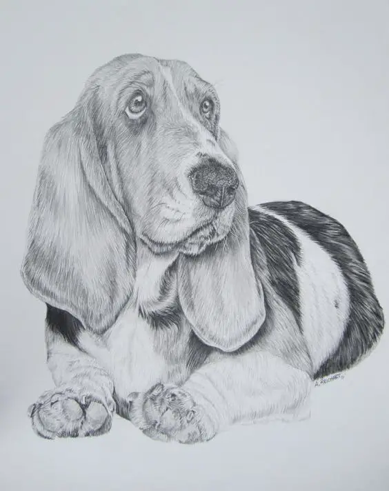 sketch drawing of a Basset Hound Tattoo