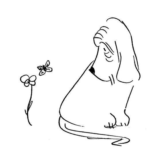 outline drawing of Basset Hound looking at the flower and butterfly