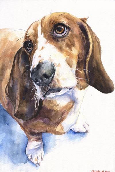 watercolor artwork of Basset Hound looking up with its sad face