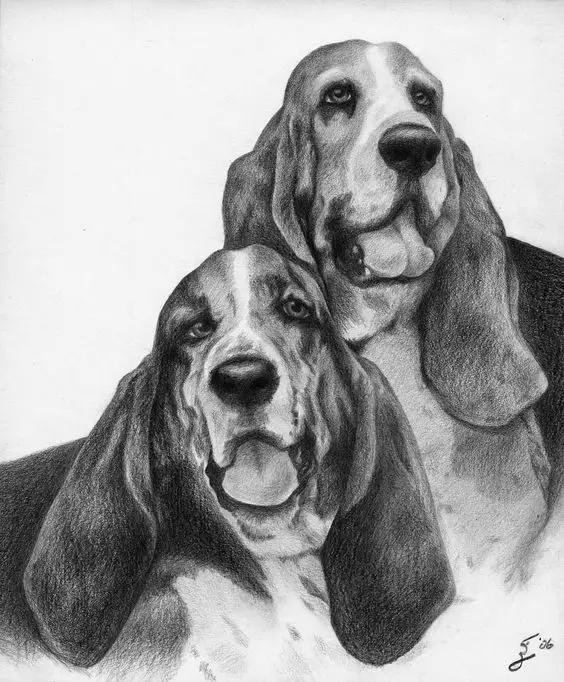 sketch drawing of two Basset Hounds