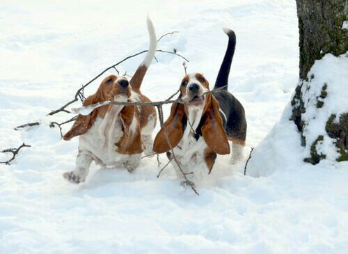 two Basset Hounds running in snow with a branch of the tree in their mouths