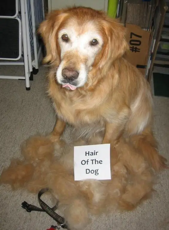 A Golden Retriever sitting on the floor with its shed fur