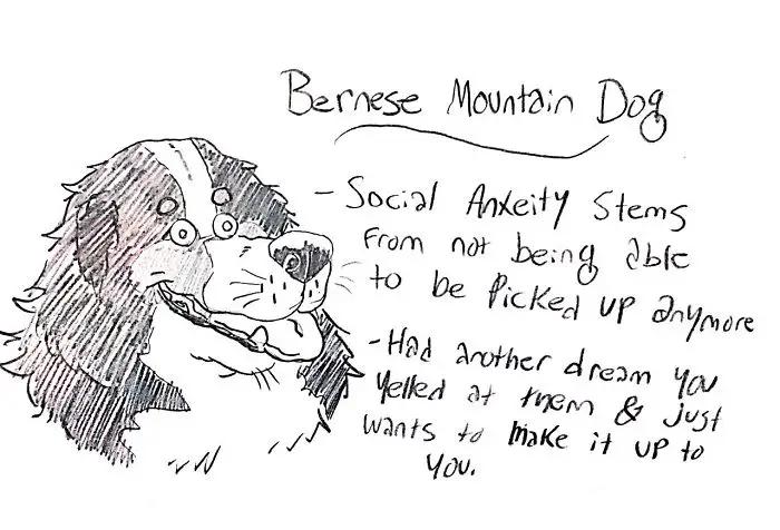 A sketch drawing of a Bernese Mountain Dog with handwritten - Bernese Mountain Dog - Social anxiety stems from not being able to be picked up anymore, had another dream you yelled at them and just wants to make it up to you.