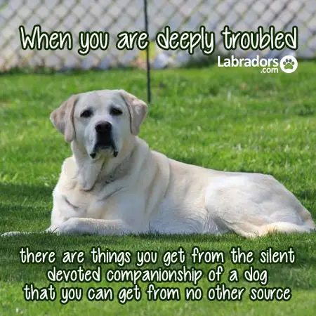 white Labrador Dog lying on the grass and a text 