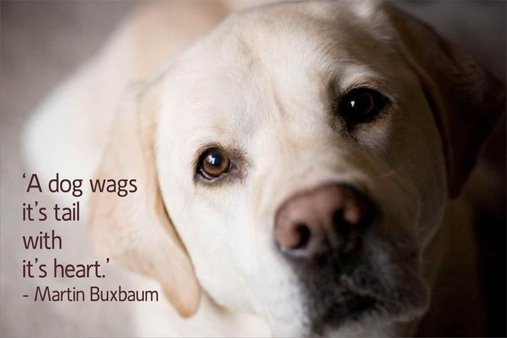 white face of a Labrador Dog and a text 