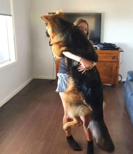 girl hugging a German Shepherd dog
