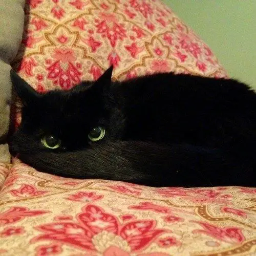 A black cat lying on the couch with its tail covering its nose and mouth