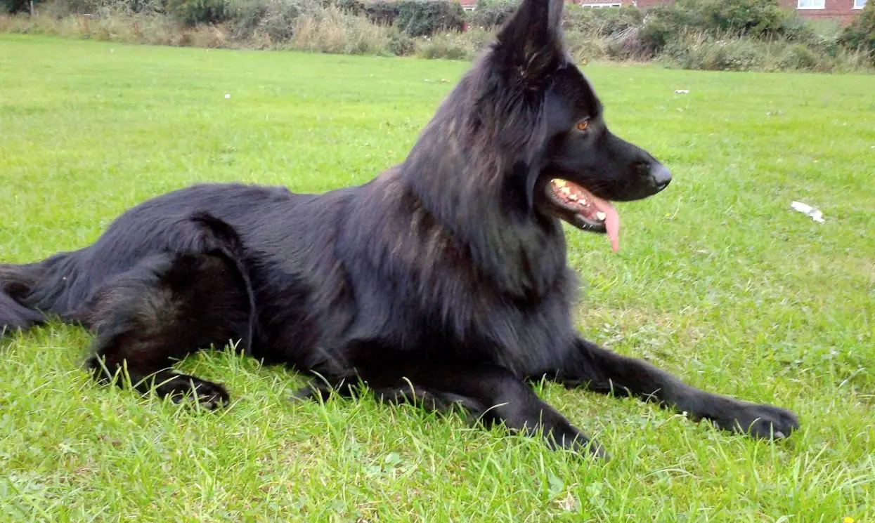 A black German Shepherd Dog lying on the grass
