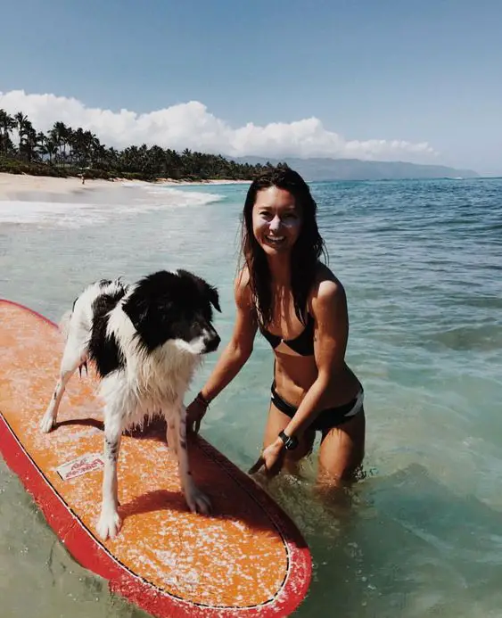cocker spaniel standing on top of a surfing board with a girl at the beach