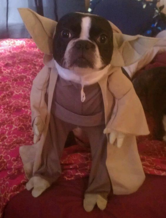 A Boston Terrier in Yoda costume while sitting on the couch