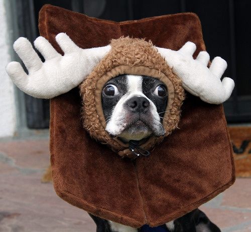 A Boston Terrier in reindeer costume