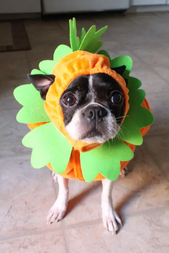 A Boston Terrier in its carrot costume while sitting on the floor with its sad face