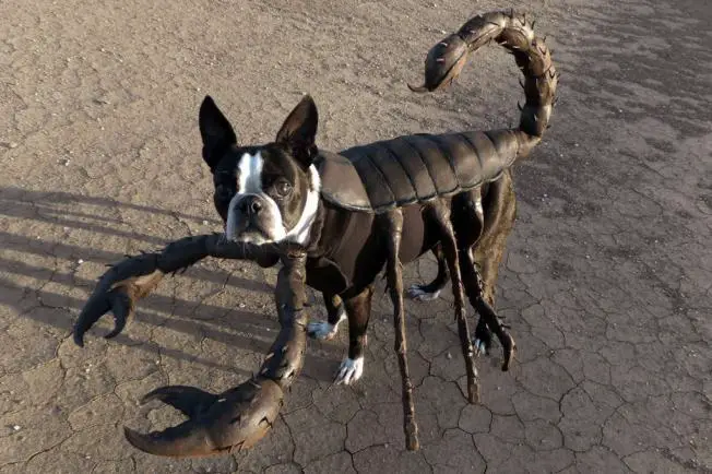 A Boston Terrier in scorpion costume while standing in the sand