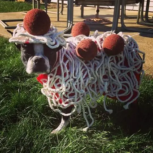 A Boston Terrier in pasta and meatballs costume while standing at the park