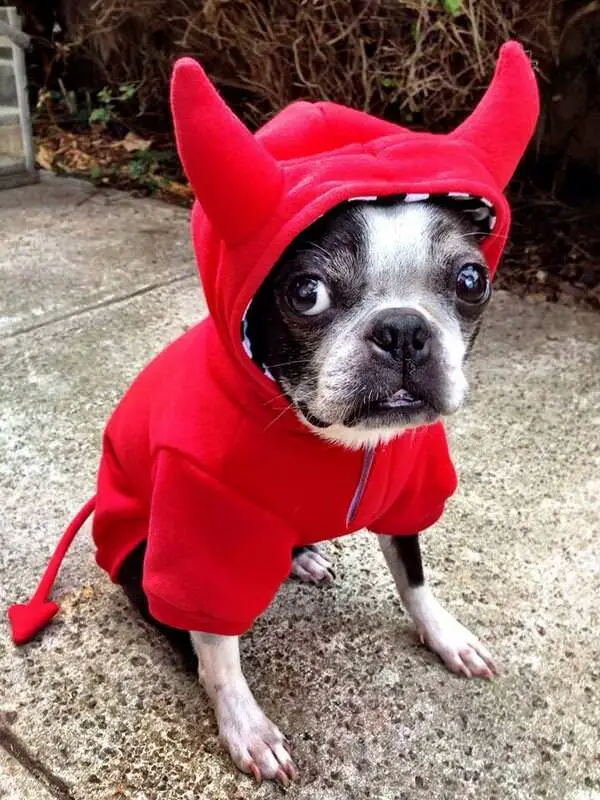 A Boston Terrier in devil costume