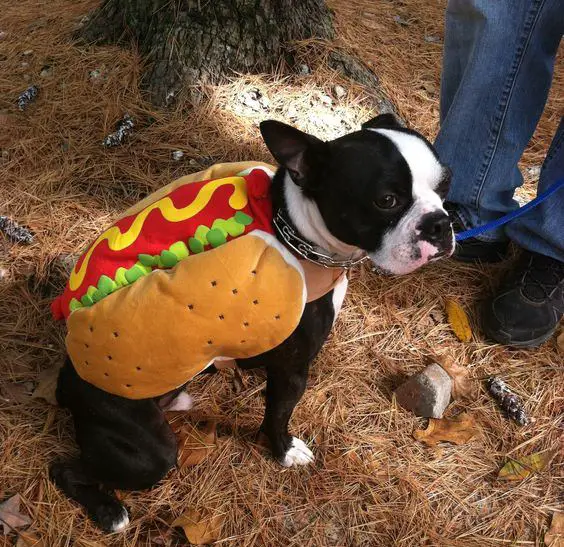 A Boston Terrier in hotdog costume while standing on top of the grass next to its owner standing in front of him