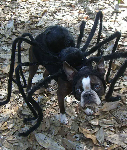 A Boston Terrier in spider costume while standing on the ground with dried leaves