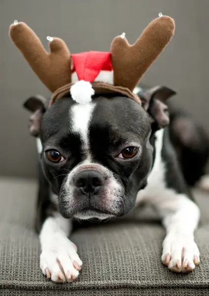 A Boston Terrier wearing a reindeer head piece