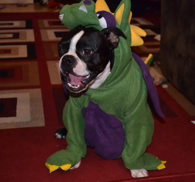 A Boston Terrier in dragon costume while sitting on the floor