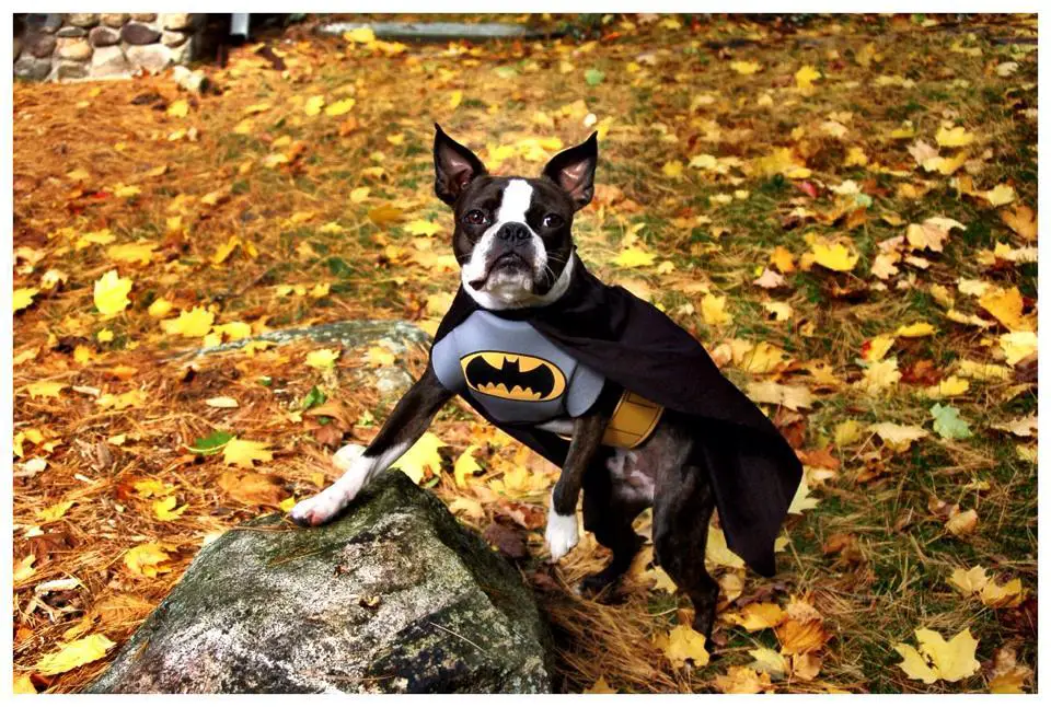A Boston Terrier in batman costume while standing with its one front leg on top of the big rock in the forest