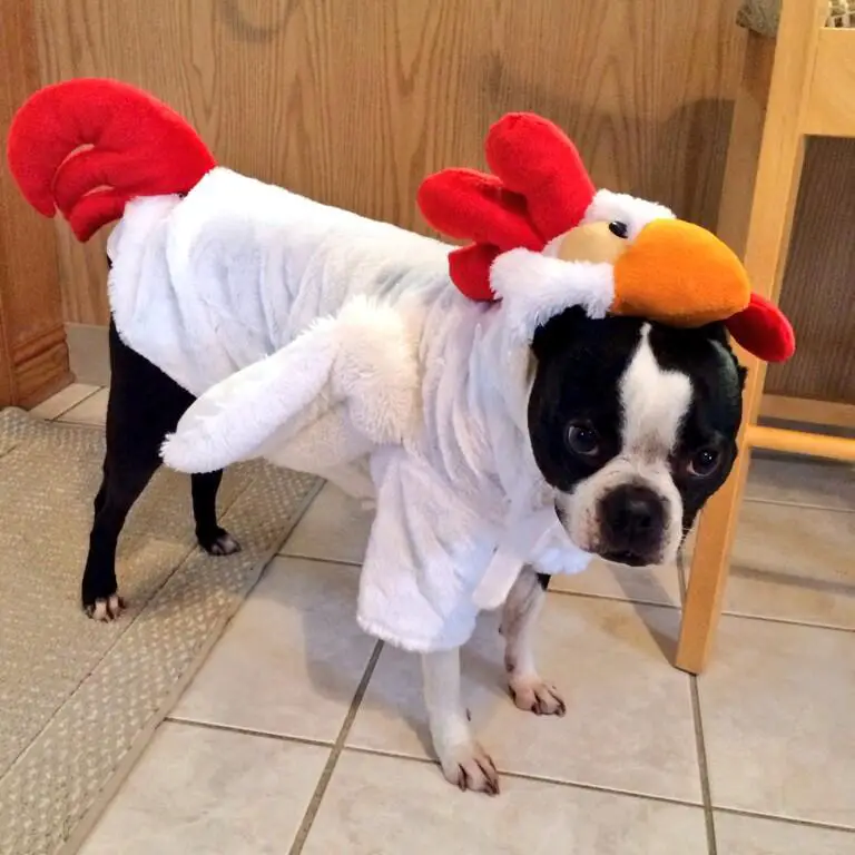 A Boston Terrier in rooster costume while standing on the floor