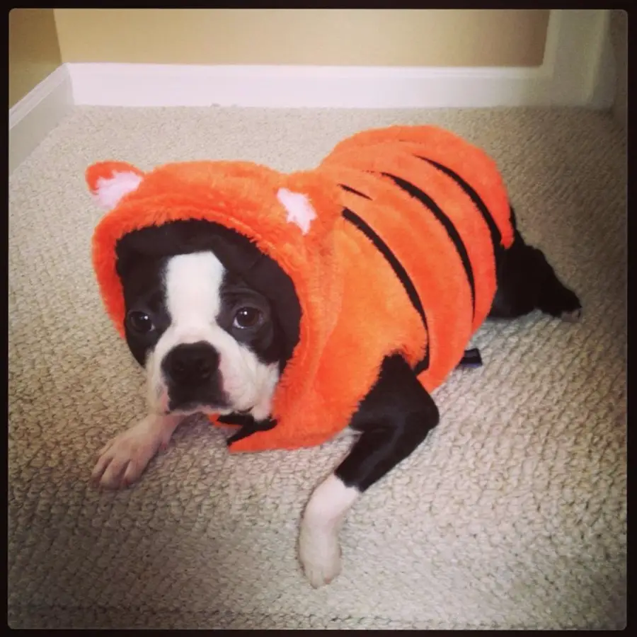 A Boston Terrier in tiger costume while lying on the floor