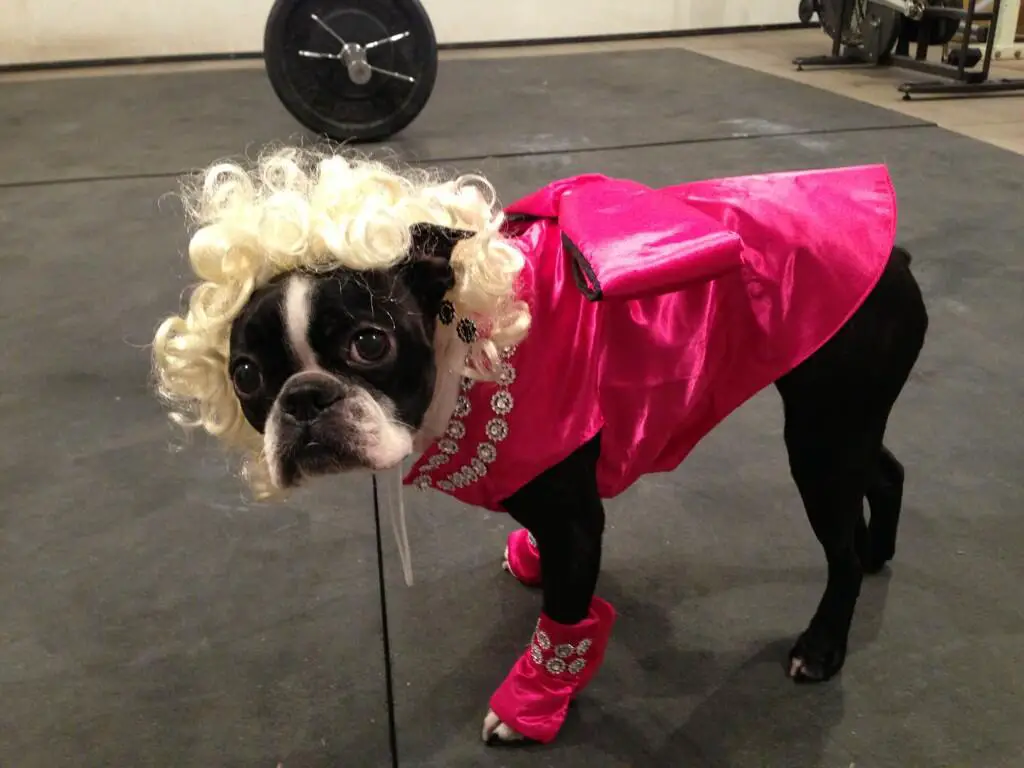 A Boston Terrier in marilyn monroe costume while standing on the floor