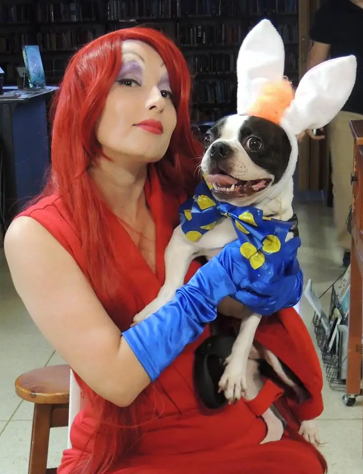 A Boston Terrier in rabbit costume while being held by a woman