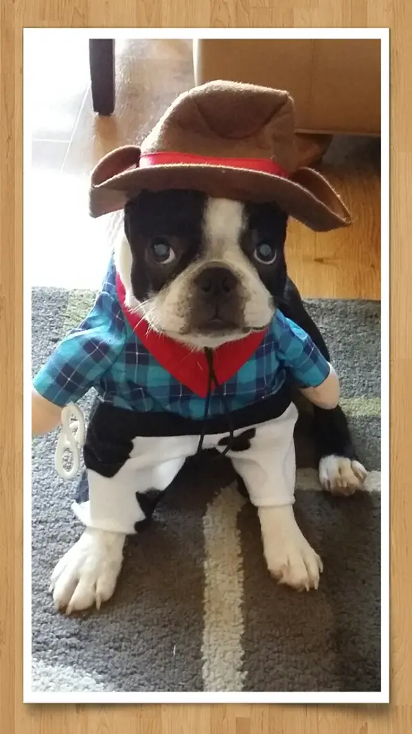 A Boston Terrier in its cowboy sitting on the carpet with its adorable face