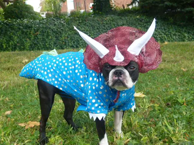 A Boston Terrier in triceratop dinosaur costume while standing in the yard