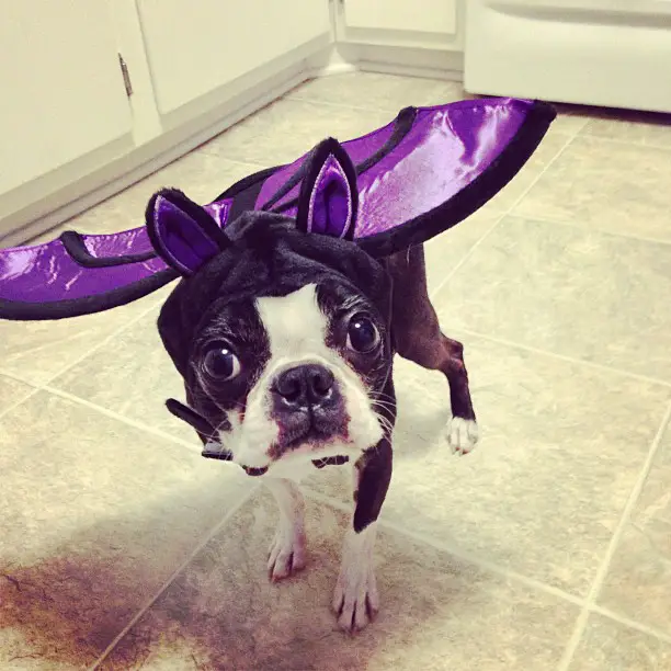 A Boston Terrier in bat costume while standing on the floor