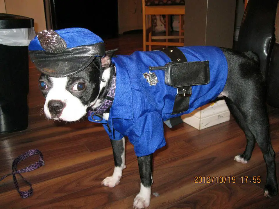 A Boston Terrier in police costume while standing on the floor