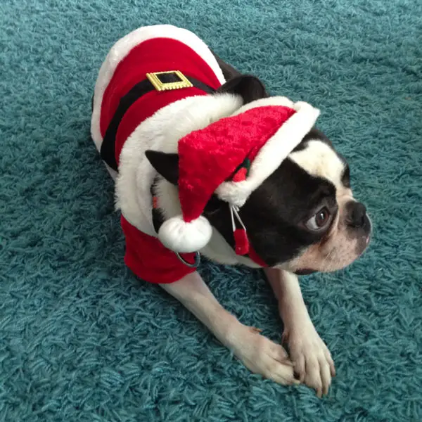 A Boston Terrier in santa clause costume while lying in the carpet