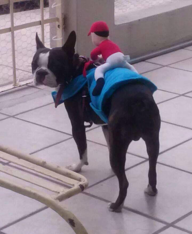 A Boston Terrier wearing a cowboy stuffed toy on its back while standing on the floor