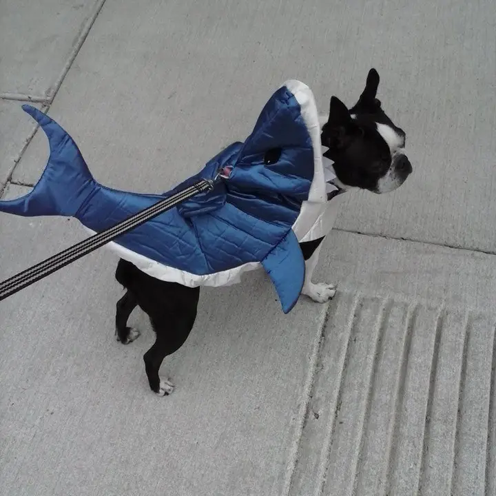 A Boston Terrier in shark costume while walking in the street
