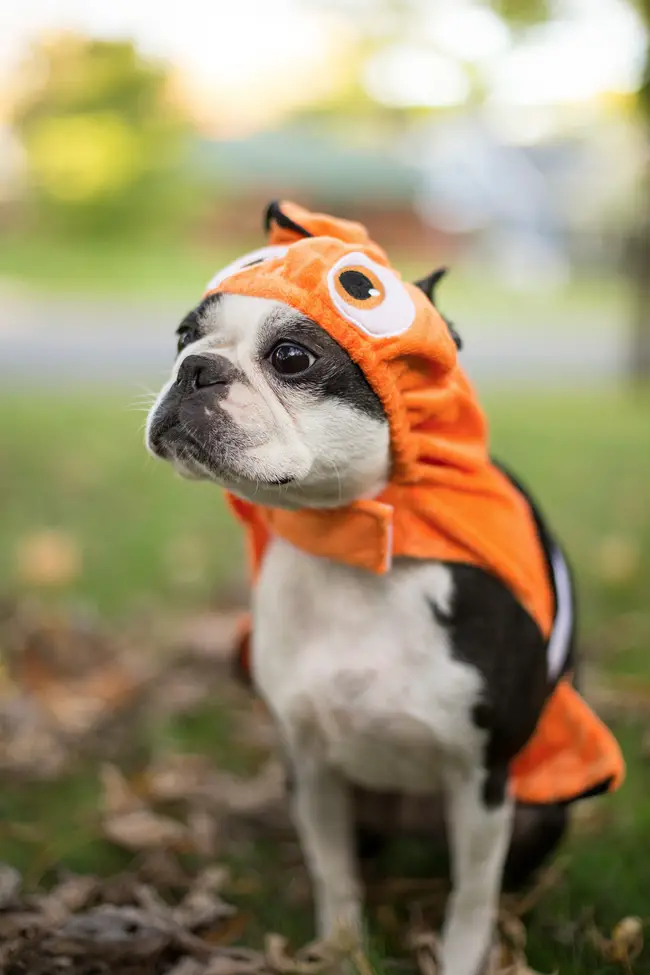 A Boston Terrier in nemo costume sitting on the ground